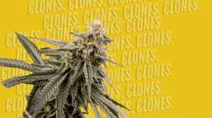 Clones