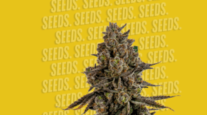Seeds