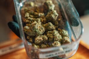 Marijuana or Cannabis flower buds in box of seller hand in Coffeeshop, close up.